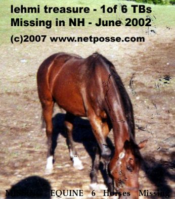 MISSING EQUINE 6 Horses Missing - Chasen the Clipse Not, Chase Your Secretary, Sinful Betty, Flirtn with Reign, Lemhi Treasure, Nile Flirt, Near Fitzwilliam, NH, 00000